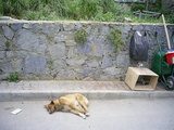  [photo from Istanbul, April, 2009]