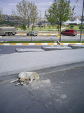  [photo from Istanbul, April, 2009]