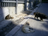  [photo from Istanbul, April, 2009]