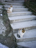  [photo]