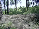 [photo from Çıralı, 2009]