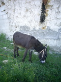  [photo from Ibrahimpa�a, April, 2010]