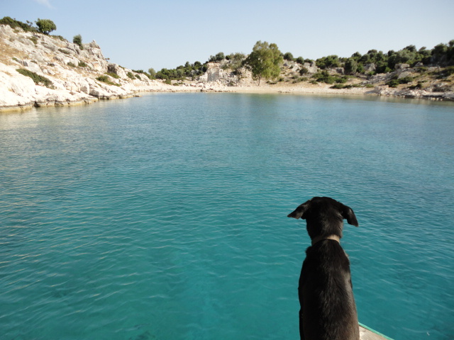 [Photo: Dog on boat arriving at Kekova, 2011]
